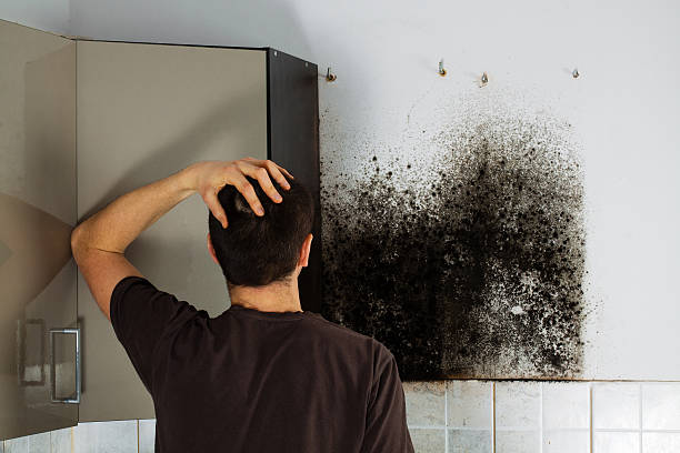 Best Industrial Mold Remediation in Highland, NY